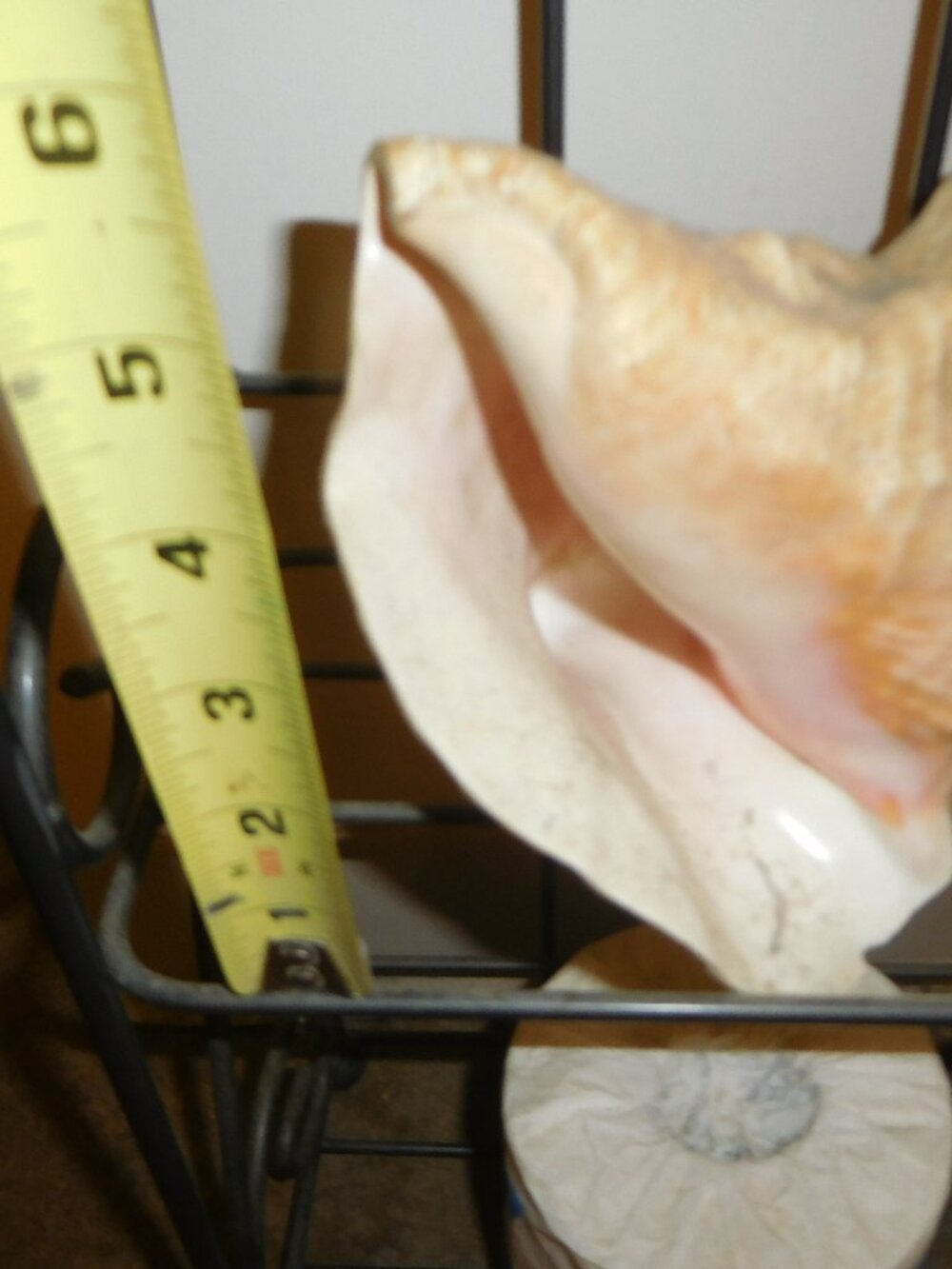 2-Decor Shells - Picture 3 of 4